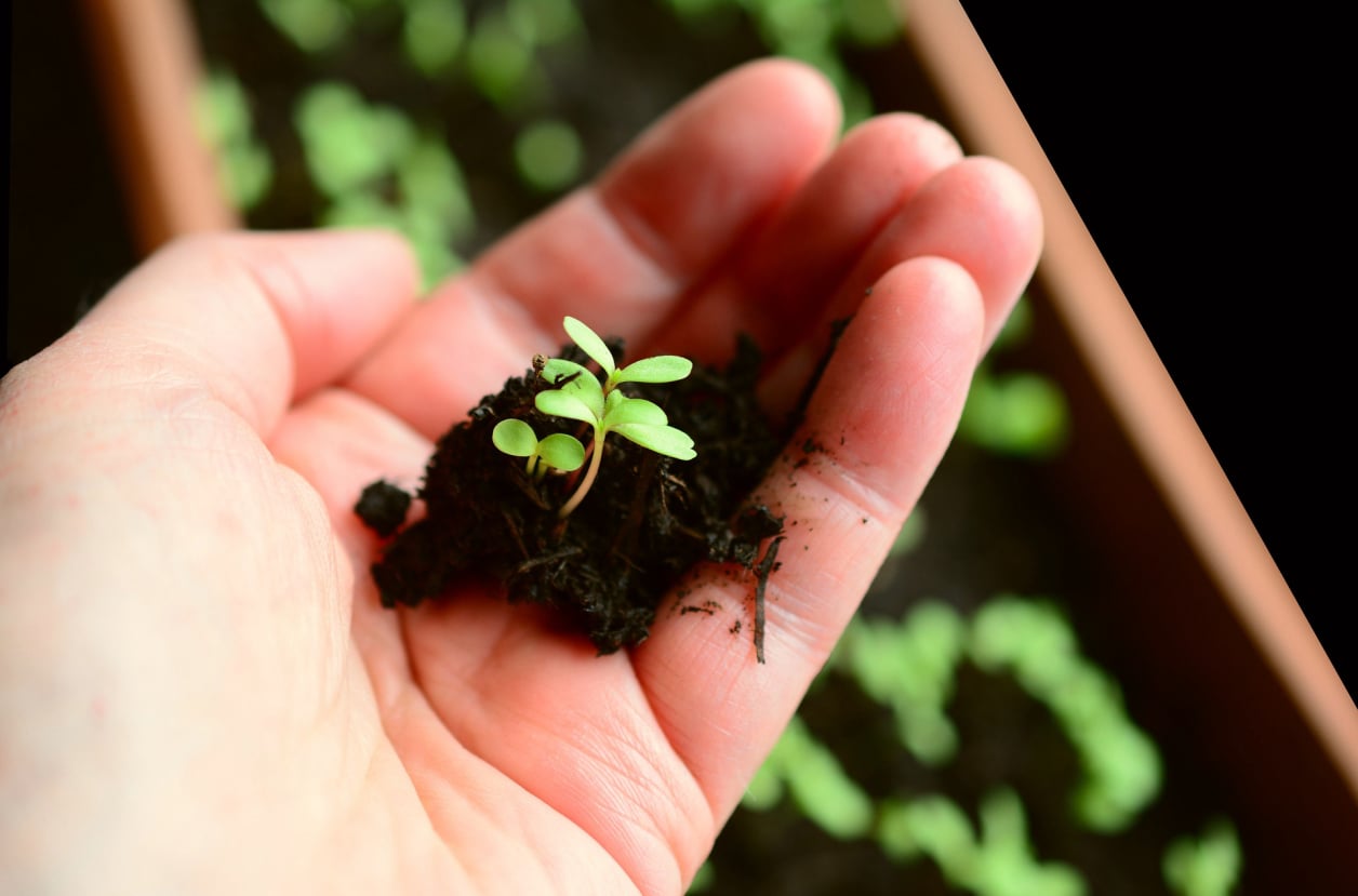 A small seedling held in the palm of someone's hand. In the background is a rectangular pot containing more seelings.